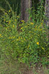 Wrinkleleaf goldenrod